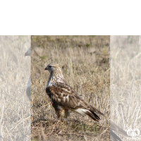 گونه سارگپه پرپا Rough-legged Buzzard